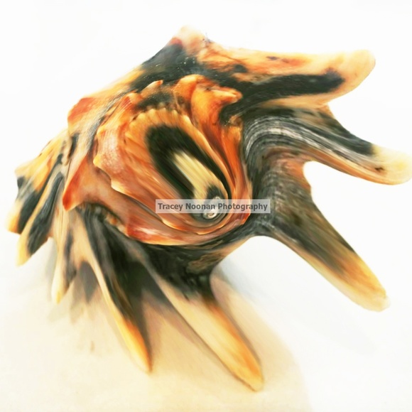 Sea Shell - Picture 3 of 6